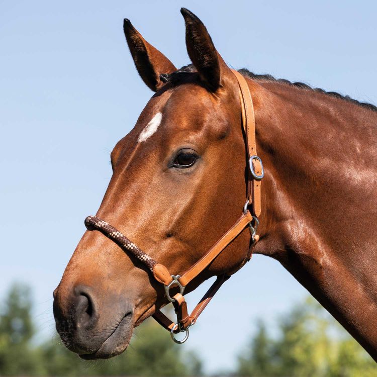 ACAVALLO LEATHER HALTER WITH ERGONOMIC POLLGUARD - ROPE NOSEBAND