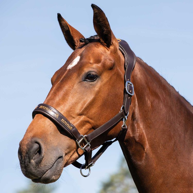 ACAVALLO LEATHER HALTER WITH ERGONOMIC POLLGUARD - CALFSKIN LINING