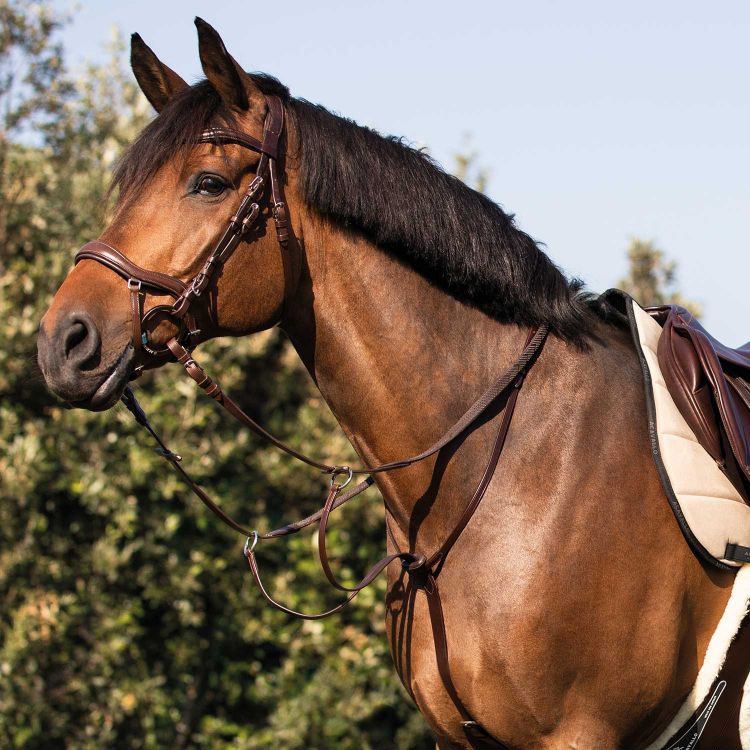 ACAVALLO COW PLAIN MARTINGALE